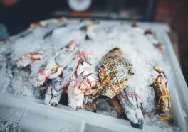Panduan Memilih Supplier Frozen Food Terpercaya untuk Usaha Anda