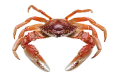 Crabs