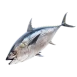 Tuna
