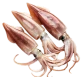 Squid