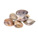 Clam