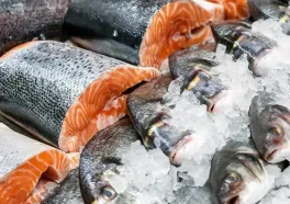 Frozen Tuna